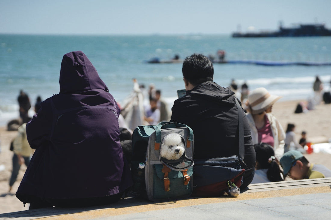 Personas relajadas en la playa con su perro, consejos para viajar con mascotas