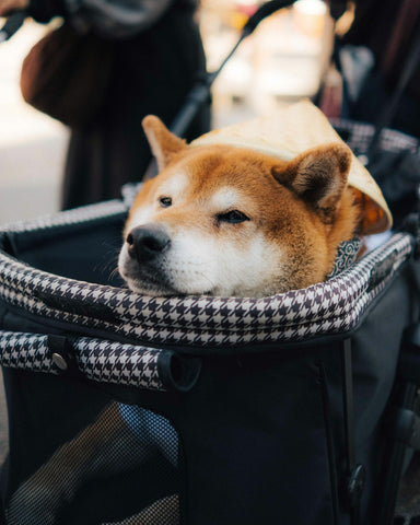 Cómo preparar a tu perro para un vuelo seguro