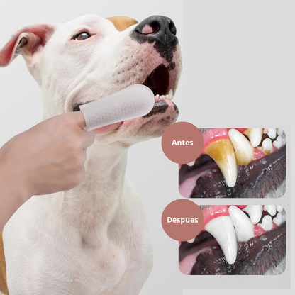 Limpiando los dientes de un perro con toallitas dentales