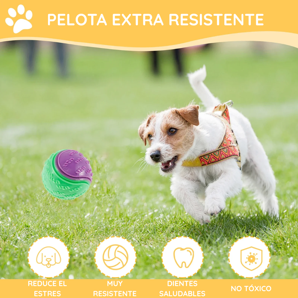 Perro jugando con una de las pelotas sonoras del pack