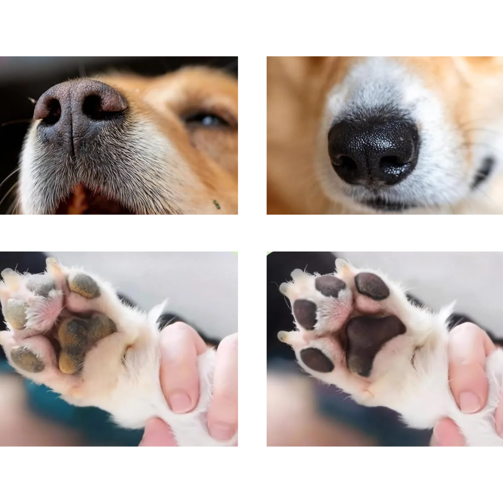 Ingredientes naturales del kit de cuidado de patas para perro