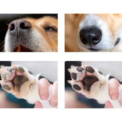 Ingredientes naturales del kit de cuidado de patas para perro