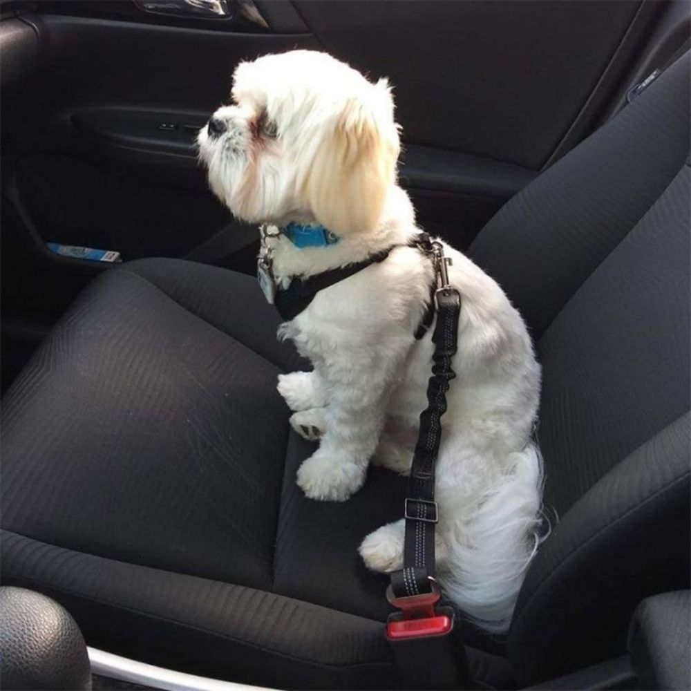 Cinturón de Seguridad para Perros